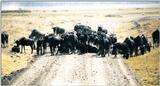 (P:\Africa\Wildebeast) Dn-a0903.jpg (1/1) (112 K)