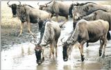 (P:\Africa\Wildebeast) Dn-a0904.jpg (1/1) (123 K)