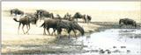(P:\Africa\Wildebeast) Dn-a0905.jpg (1/1) (61 K)
