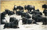 (P:\Africa\Wildebeast) Dn-a0907.jpg (1/1) (113 K)