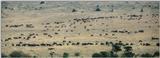 (P:\Africa\Wildebeast) Dn-a0910.jpg (1/1) (66 K)