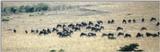 (P:\Africa\Wildebeast) Dn-a0911.jpg (1/1) (54 K)