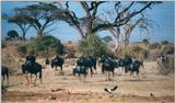 (P:\Africa\Wildebeast) Dn-a0912.jpg (1/1) (111 K)