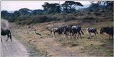 (P:\Africa\Wildebeast) Dn-a0913.jpg - Kori Bustard (Ardeotis kori) and wildebeest herd