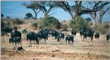 (P:\Africa\Wildebeast) Dn-a0914.jpg (1/1) (111 K)