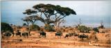 (P:\Africa\Wildebeast) Dn-a0915.jpg (1/1) (85 K)