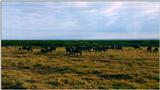 (P:\Africa\Wildebeast) Dn-a0916.jpg (1/1) (88 K)