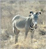 (P:\Africa\Zebra-Grevy) Dn-a0918.jpg (1/1) (83 K)