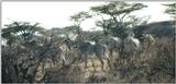 (P:\Africa\Zebra-Grevy) Dn-a0919.jpg (1/1) (80 K)