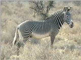 (P:\Africa\Zebra-Grevy) Dn-a0921.jpg (1/1) (124 K)