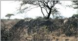 (P:\Africa\Zebra-Grevy) Dn-a0922.jpg (1/1) (114 K)