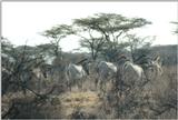 (P:\Africa\Zebra-Grevy) Dn-a0923.jpg (1/1) (94 K)