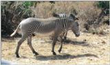 (P:\Africa\Zebra-Grevy) Dn-a0925.jpg (1/1) (69 K)
