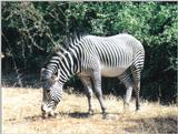 (P:\Africa\Zebra-Grevy) Dn-a0927.jpg (1/1) (173 K)