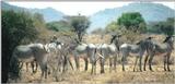(P:\Africa\Zebra-Grevy) Dn-a0929.jpg (1/1) (93 K)