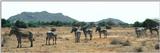 (P:\Africa\Zebra-Grevy) Dn-a0930.jpg (1/1) (54 K)