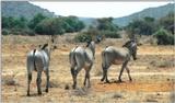 (P:\Africa\Zebra-Grevy) Dn-a0931.jpg (1/1) (106 K)