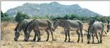 (P:\Africa\Zebra-Grevy) Dn-a0933.jpg (1/1) (96 K)