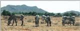 (P:\Africa\Zebra-Grevy) Dn-a0936.jpg (1/1) (69 K)