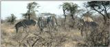 (P:\Africa\Zebra-Grevy) Dn-a0939.jpg (1/1) (76 K)