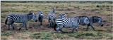 (P:AfricaZebra-Plains) Dn-a0943.jpg (Plains Zebra)