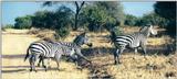 (P:AfricaZebra-Plains) Dn-a0950.jpg (1/1) (118 K)