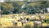 (P:AfricaZebra-Plains) Dn-a0954.jpg (1/1) (127 K)