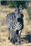 (P:AfricaZebra-Plains) Dn-a0961.jpg (1/1) (86 K)