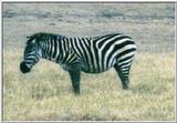 (P:AfricaZebra-Plains) Dn-a0963.jpg (1/1) (25 K)