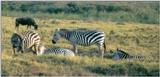 (P:AfricaZebra-Plains) Dn-a0966.jpg (1/1) (77 K)