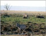 (P:AfricaZebra-Plains) Dn-a0967.jpg (1/1) (93 K)