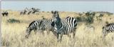 (P:AfricaZebra-Plains) Dn-a0971.jpg (1/1) (71 K)