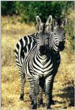 (P:AfricaZebra-Plains) Dn-a0972.jpg (1/1) (84 K)