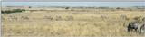 (P:AfricaZebra-Plains) Dn-a0973.jpg (1/1) (44 K)