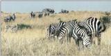 (P:AfricaZebra-Plains) Dn-a0976.jpg (1/1) (89 K)