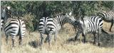 (P:AfricaZebra-Plains) Dn-a0977.jpg (1/1) (121 K)