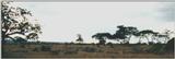 (P:AfricaZebra-Plains) Dn-a0981.jpg (1/1) (42 K)