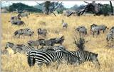 (P:AfricaZebra-Plains) Dn-a0982.jpg (1/1) (141 K)