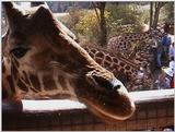 (P:\Africa\VideoStills) Dn-a1011.jpg (1/1) (86 K)