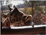 (P:\Africa\VideoStills) Dn-a1012.jpg (1/1) (89 K)