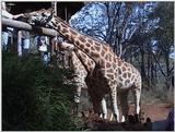 (P:\Africa\VideoStills) Dn-a1013.jpg (1/1) (89 K)
