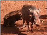 (P:\Africa\VideoStills) Dn-a1015.jpg (1/1) (88 K)
