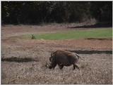 (P:\Africa\VideoStills) Dn-a1025.jpg (1/1) (94 K)