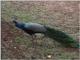 (P:\Africa\VideoStills) Dn-a1029.jpg (1/1) (90 K)