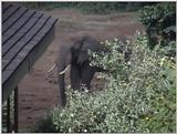 (P:\Africa\VideoStills) Dn-a1043.jpg (1/1) (92 K)