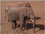 (P:\Africa\VideoStills) Dn-a1044.jpg (1/1) (90 K)