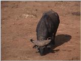 (P:\Africa\VideoStills) Dn-a1045.jpg (1/1) (94 K)