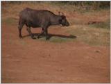 (P:\Africa\VideoStills) Dn-a1046.jpg (1/1) (86 K)