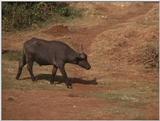 (P:\Africa\VideoStills) Dn-a1047.jpg (1/1) (94 K)