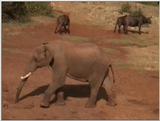 (P:\Africa\VideoStills) Dn-a1048.jpg (1/1) (85 K)
